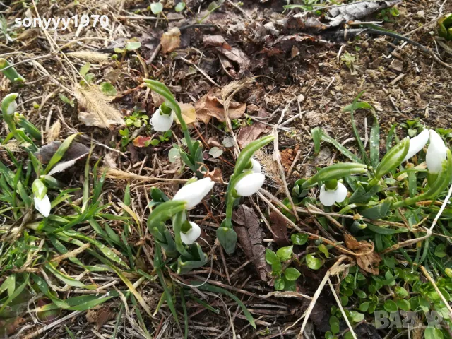 КОКИЧЕТА В САКСИЯ С ЛУКОВИЦИ И ПОЧВА 2025Г 2401251516, снимка 7 - Градински цветя и растения - 48812271