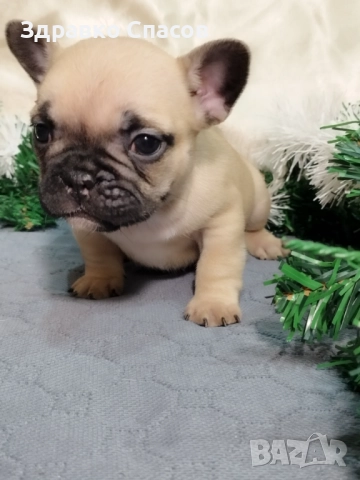 Френски булдог - бебета, снимка 6 - Френски булдог - 52821585