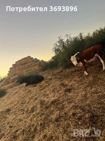 Продавам стадо месодайни крави , снимка 6 - Крави - 52436918