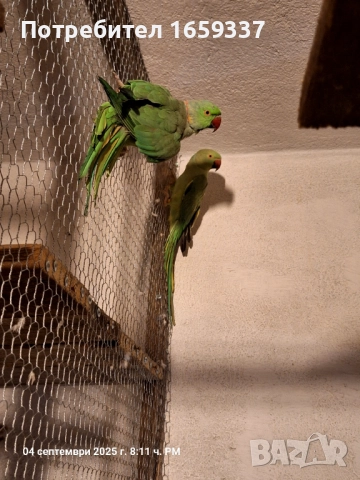  Работещ чифт малък Александър , снимка 6 - Папагали - 50361925