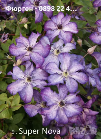 Клематис налични 28 вида, снимка 9 - Разсади - 48740880