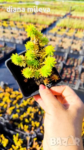 Седум Анджелина, Sedum rupestre Angelina, снимка 12 - Градински цветя и растения - 47307888