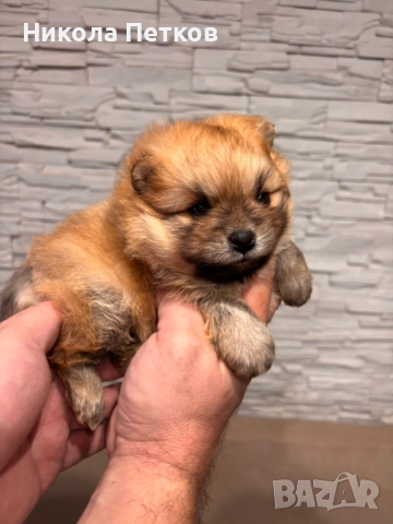 Померанчета, снимка 11 - Померан - 52997235