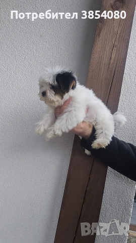 Бивер Йоркширски териер момче 