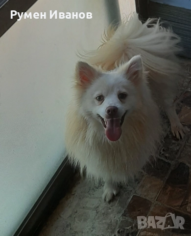 Немски шпиц , снимка 2 - Шпиц - 52080396