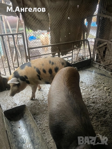 Прасета, снимка 6 - Прасета - 52810169