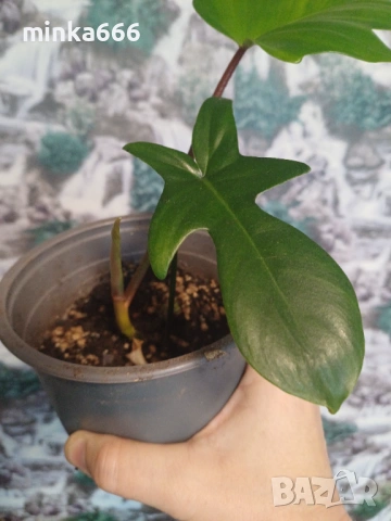 Вкоренен филодендрон Флорида., снимка 2 - Стайни растения - 53171360