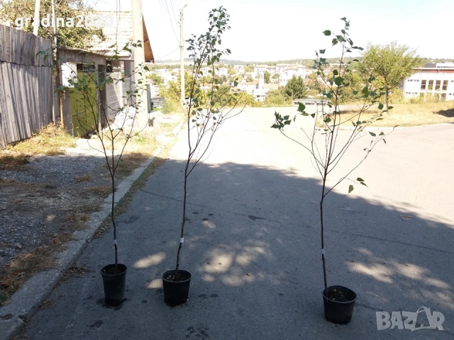  Бреза и Върба, снимка 7 - Разсади - 47441640