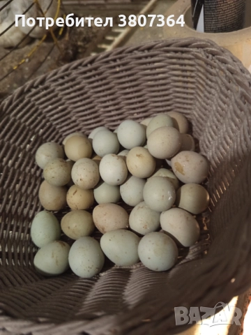 Разплодни яйца от Китайски пъдпъдъци 