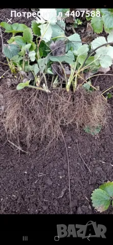 Разсад ягоди , снимка 6 - Разсади - 49471052