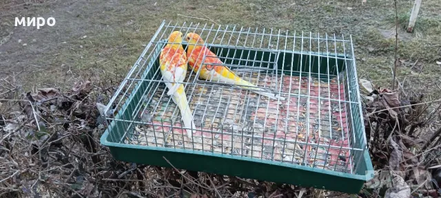 Пойни папагали !, снимка 4 - Папагали - 49105226