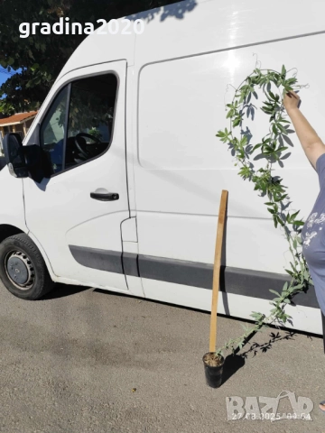 Пасифлора - Passiflora   Налични 2 вида , снимка 3 - Стайни растения - 27899465