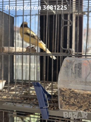 Испански Тимбрадо канарчета 2025, снимка 7 - Канари - 53594372