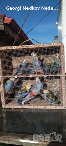 Продавам жълтоглави розели , снимка 4 - Папагали - 52907206