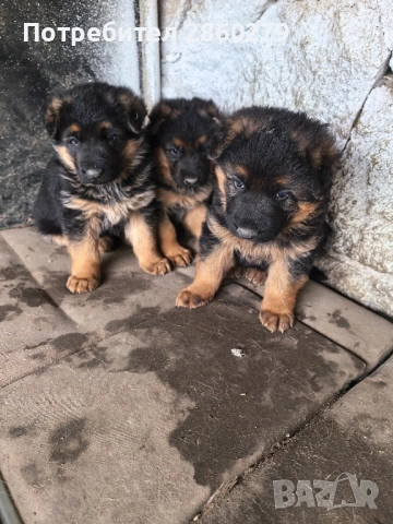 Елитни кучета от елитни родители , снимка 6 - Немска овчарка - 52580499