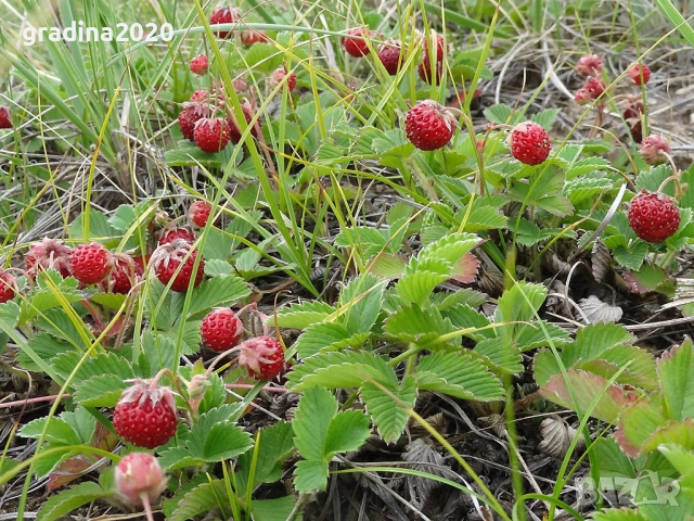 ЯГОДA АТИЛА - ГОРСКА, снимка 5 - Разсади - 51946760