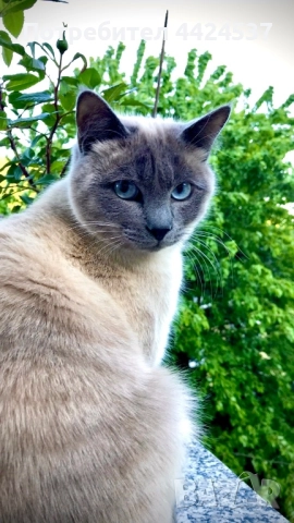 Бирмански сиамски котарак, снимка 2 - Сиамска - 52209089