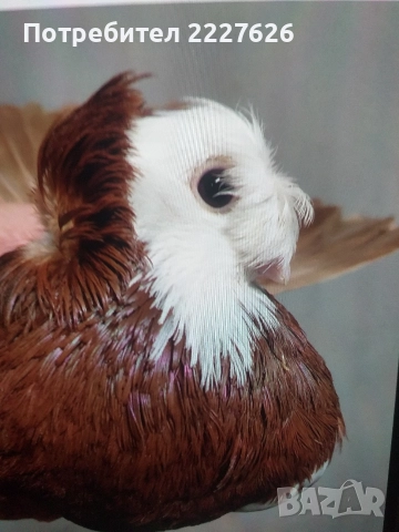 Белослатински двойно качулат, снимка 5 - Гълъби - 52689877