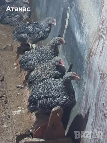 Супер харко петлета.