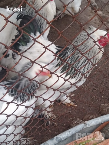 Петли Брама, снимка 5 - Кокошки и пуйки - 53437688