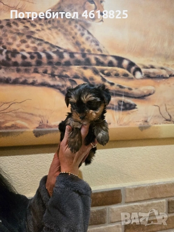 Йоркширски териери , снимка 2 - Йоркширски териер - 53137251
