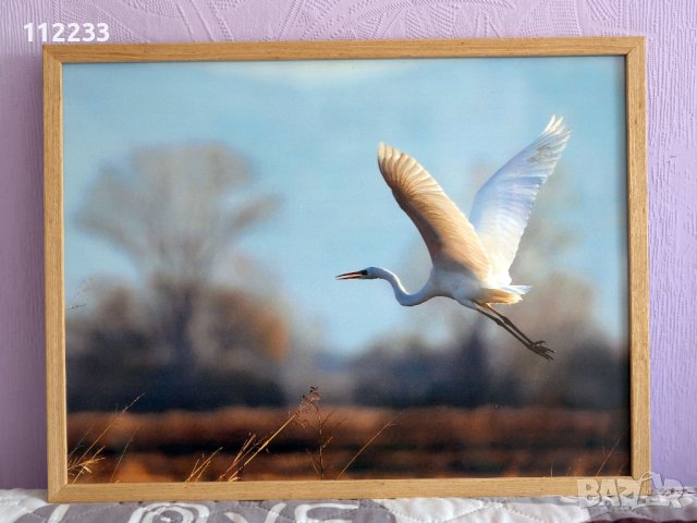 Бяла чапла в полет