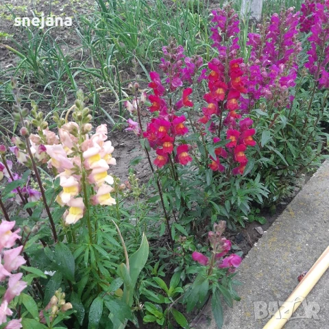 Расад, тагетис ,кученца 