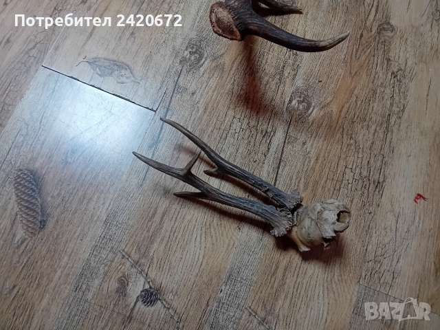 рога  сърандак, снимка 1