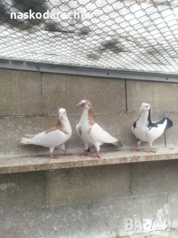 Гълъби на въртене и глас дрезгави различни цветове , снимка 5 - Гълъби - 48636361