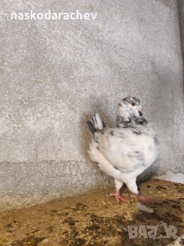 Гълъби порода Америка Кинг, Кингове, снимка 15 - Гълъби - 52411130