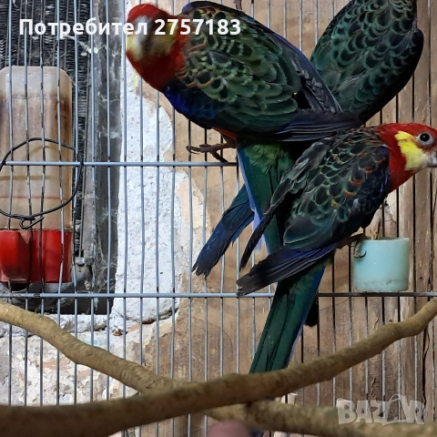 продавам жълтобуза розела 2 мъжки 1 женска, снимка 7 - Папагали - 52938568