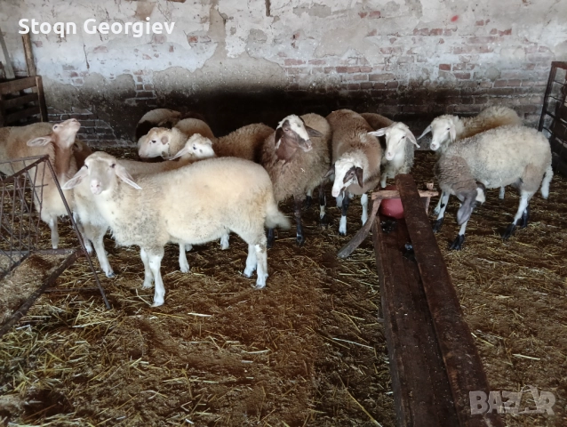 Агнета продавам