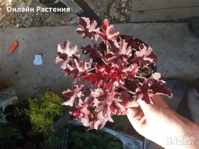 Хойхера-Планински здравец (вечно червен), снимка 2 - Градински цветя и растения - 27205083