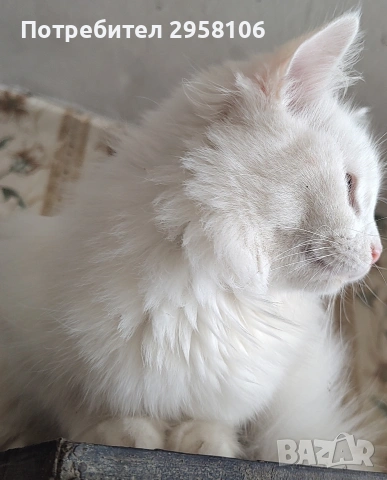 Персийска чинчила, снежно бяла, 5 мес., снимка 9 - Персийска - 53150542