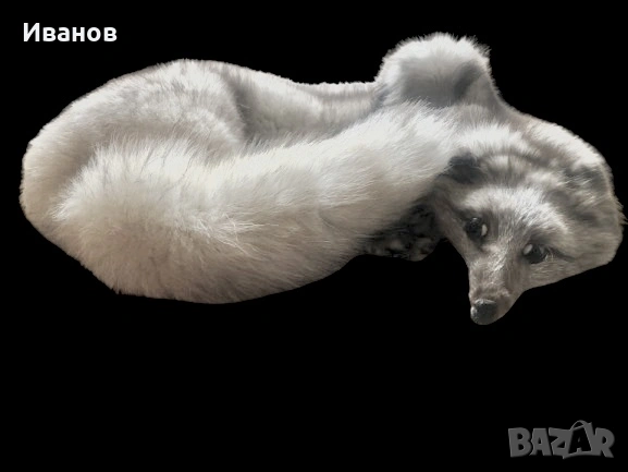 Топ цена - 49€. Шал/Яка от Сребърна лисица - Естествена кожа