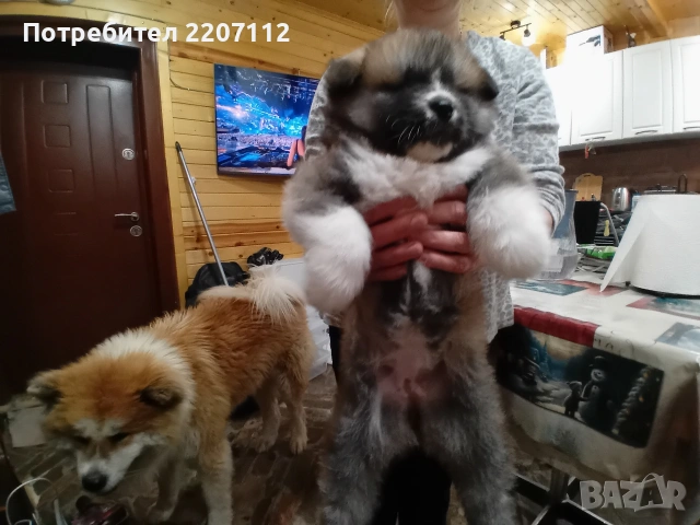 Продавам женско Акита ину на 45 дни. обезпаразитено., снимка 6 - Акита ину - 53146736