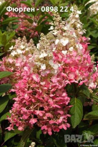 3 вида Хортензия paniculata - червена бяла и розова, снимка 8 - Разсади - 36989717