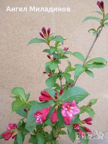 Декоративен храст- Вайгела, снимка 10 - Градински цветя и растения - 40414600