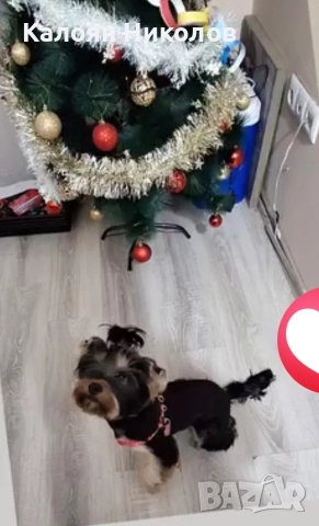 Йоркширски Териер, снимка 4 - Йоркширски териер - 52484822