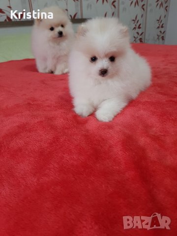 Померан померани момичета , снимка 6 - Померан - 43700609