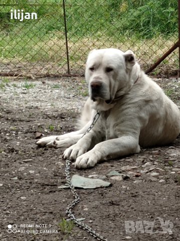 Мъжки Алабай за разплод