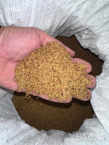 ПРОДАДЕНО продавам семена люцерна ПРИСТА 3 почистено готово за сеитба 12 лв кг 