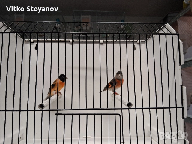 Венецуелски скатии, снимка 4 - Канари - 52944016