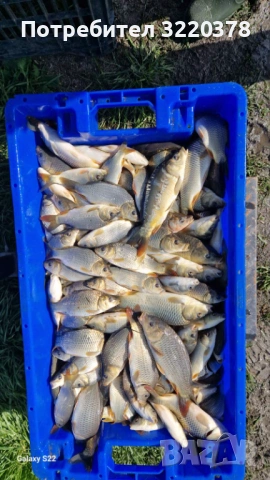 Продавам зарибител-шаран , снимка 3 - Рибки - 53470540