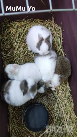 Декоративно зайче / заек, снимка 3 - Декоративни зайчета - 48443654