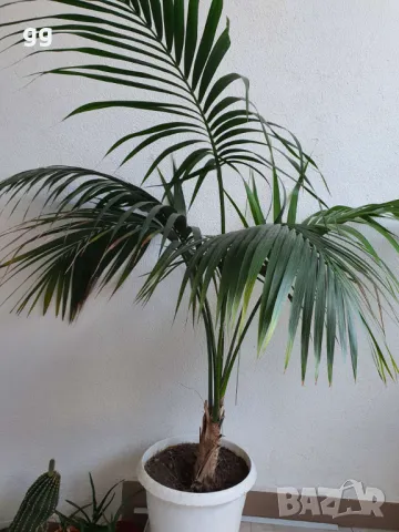 Палма Кенция, Хауея, Howea forsteriana 165 см в-на, ф 20