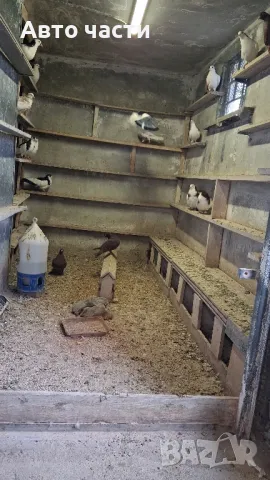 пазарджишки гълаби на хвърче не, снимка 3 - Гълъби - 48931184