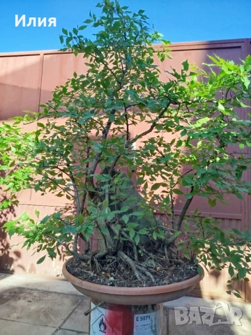 Бонсай заготовка тип гора от Бряст , снимка 18 - Градински цветя и растения - 51471172