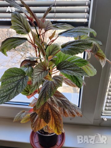 продавам цветя Бегонии Тамая - височина 40 см (мерено без саксията), снимка 9 - Стайни растения - 17533507