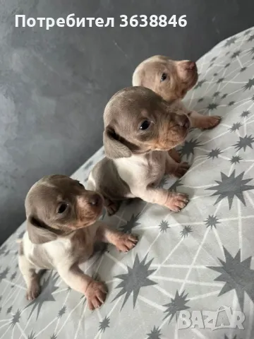 Мини дакел, снимка 1